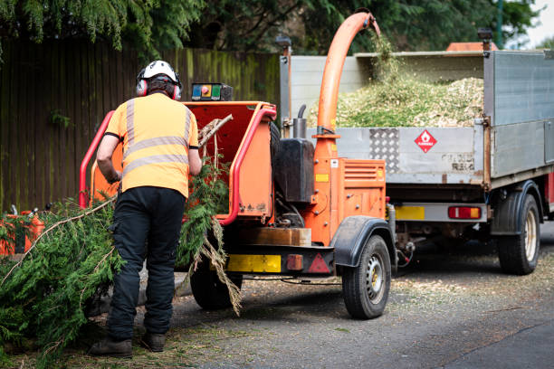 Jamestown, ND Tree Service Company